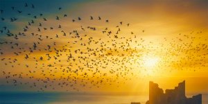 Rüyada Kırlangıç Sürüsü Görmek