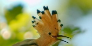 Rüyada Hüdhüd Kuşu Görmek