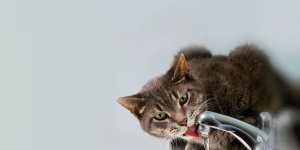 Rüyada Kediye Su İçirmek