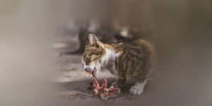 Rüyada Kediye Et Vermek