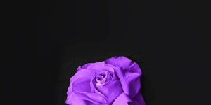 Rüyada Mor Gül Görmek