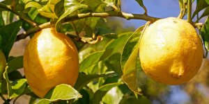 Rüyada Limon Ağacı Görmek