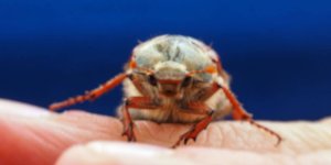 Rüyada Mayıs Böceği Görmek