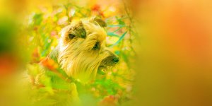 Rüyada Sarı Köpek Görmek