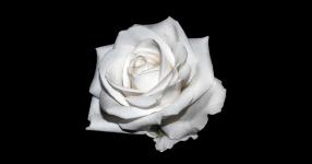 Rüyada Beyaz Gül Görmek Ne Anlama Gelir?