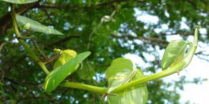 Rüyada Abanoz Ağacı Görmek