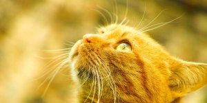 Rüyada Sarı Kedi Görmek