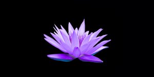 Rüyada Mavi Çiçek Görmek