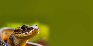 Rüyada Yılan Beslemek