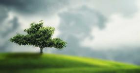 Rüyada Ağaç Görmek