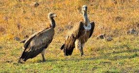 Rüyada Akbaba Görmek