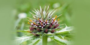 Rüyada Kenger Görmek