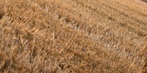 Rüyada Anız Görmek