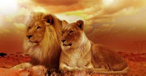 Rüyada Aslan Görmek