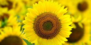 Rüyada Ayçiçeği Görmek