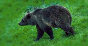 Rüyada Ayı Görmek