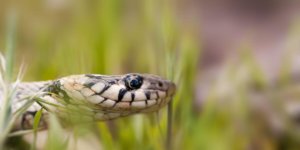 Rüyada Mezarlıkta Yılan Görmek