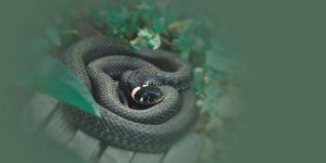 Rüyada Tuvalette Yılan Görmek