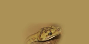 Rüyada Ağaçta Yılan Görmek