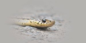 Rüyada Yılana Taş Atmak