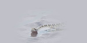 Rüyada Yılana Su Vermek