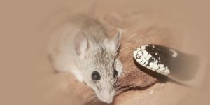 Rüyada Yılan ve Fare Görmek