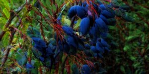 Rüyada Karamuk Görmek