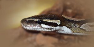 Rüyada Yılan Aramak