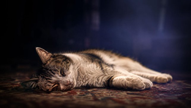 Rüyada Kedi Öldürmek