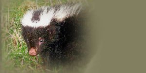 Rüyada Kokarca Görmek