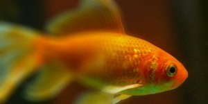 Rüyada Japon Balığı Görmek