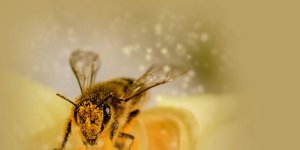 Rüyada Polen Görmek