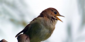 Rüyada Bülbül Görmek