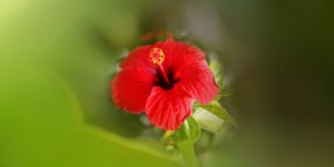 Rüyada Japon Gülü Görmek