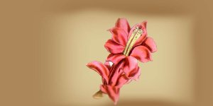 Rüyada Yılbaşı Çiçeği Görmek