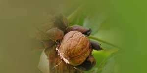 Rüyada Ceviz Toplamak