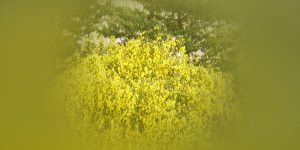 Rüyada Çalı Görmek