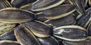 Rüyada Çekirdek Görmek