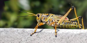 Rüyada Çekirge Görmek