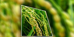 Rüyada Çeltik Görmek