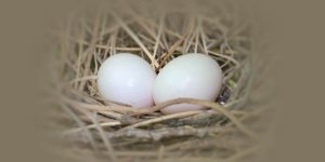 Rüyada Güvercin Yumurtası Görmek