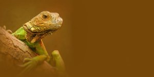 Rüyada İguana Görmek