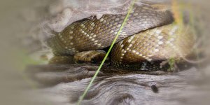 Rüyada Yılan Yuvası Görmek