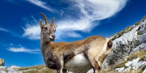 Rüyada Dağ Keçisi Görmek