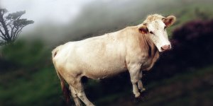 Rüyada Dana Görmek