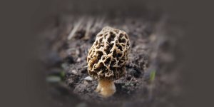 Rüyada Kuzu Göbeği Toplamak