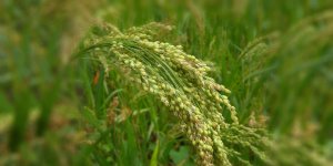 Rüyada Darı Görmek