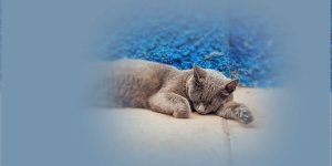 Rüyada Kedi Ölüsü Görmek