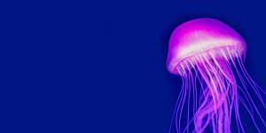 Rüyada Denizanası Görmek