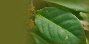 Rüyanızda Defne Yaprağı Görmek